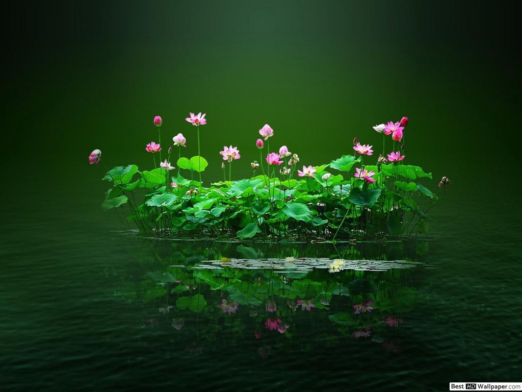 1024x768 Lotus Pond HD wallpaper