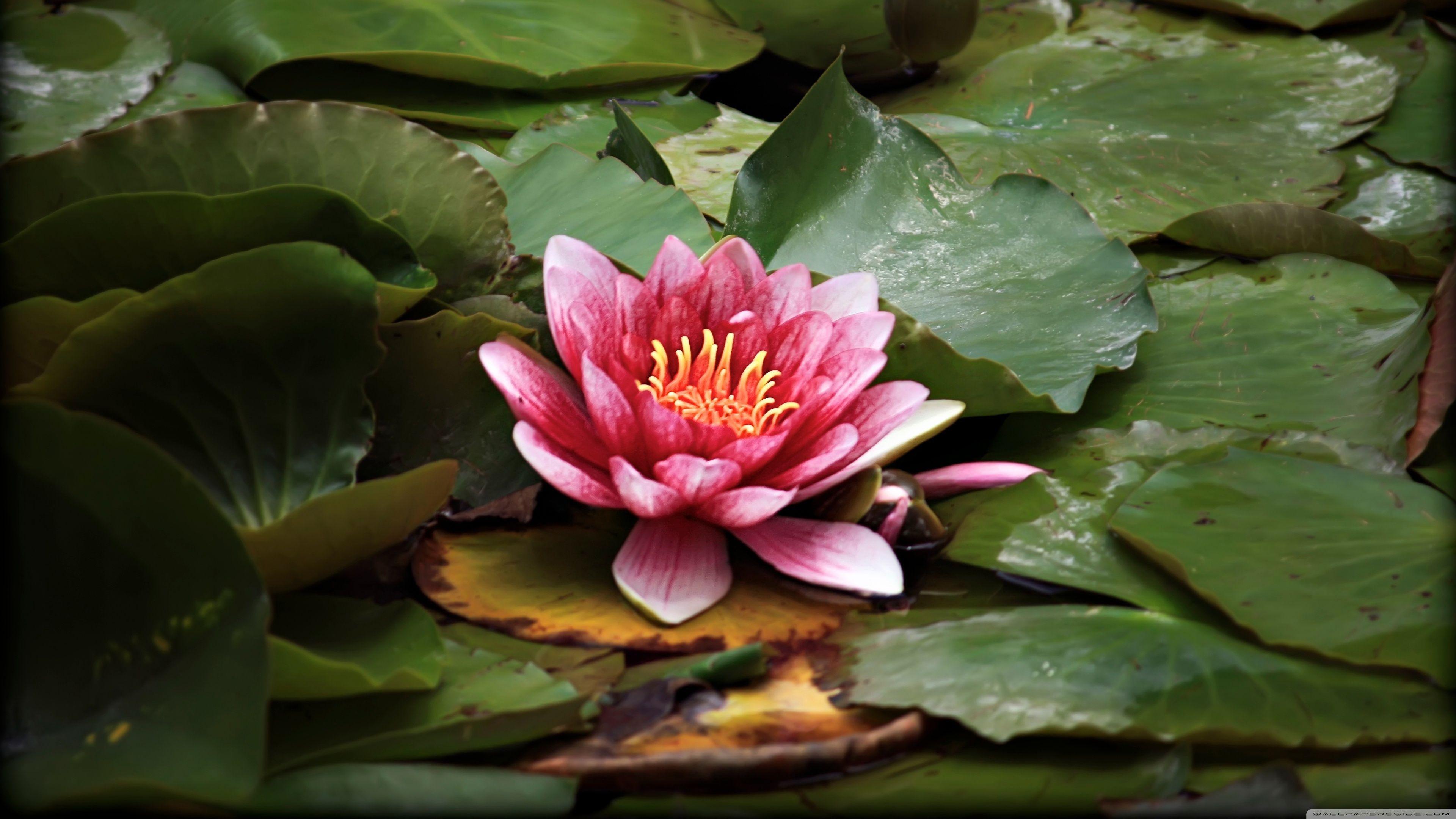 3840x2160 Red Lotus Flower Wallpaper .