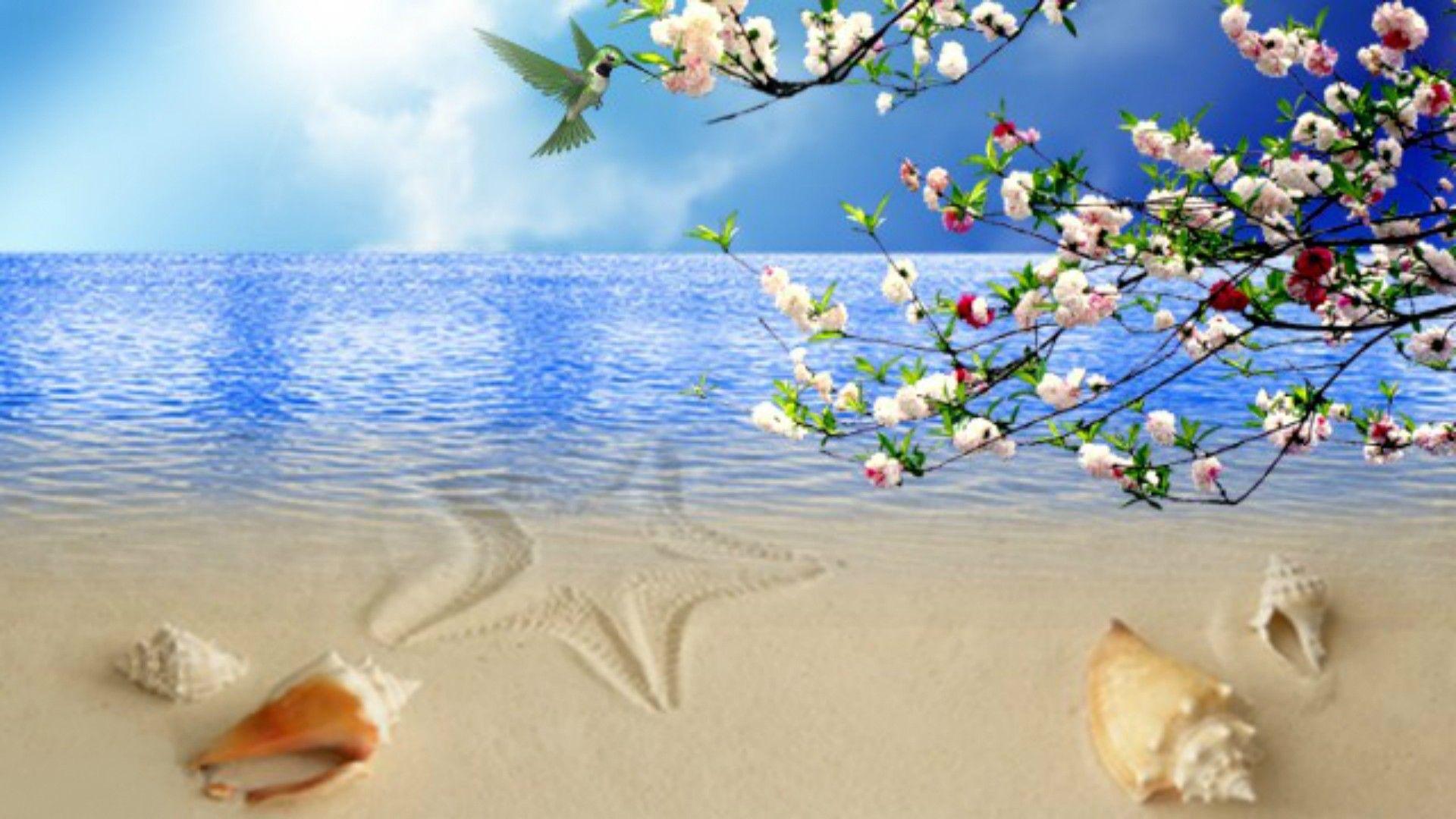 Bãi biển 1920x1080: Hoa vỏ sò Bầu trời biển xanh Bãi biển chim ruồi 3840x1080
