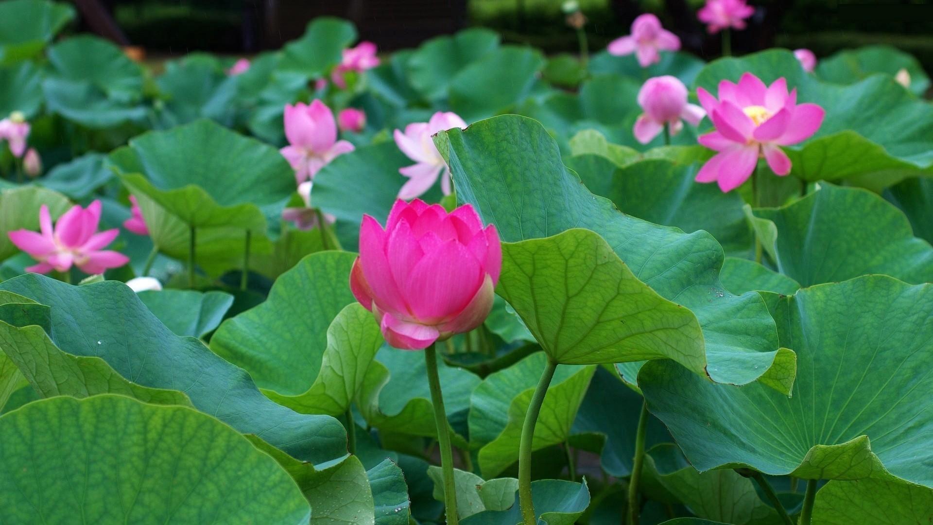 1920x1080 wallpaper 1920x1080 lotus, leaves, many .
