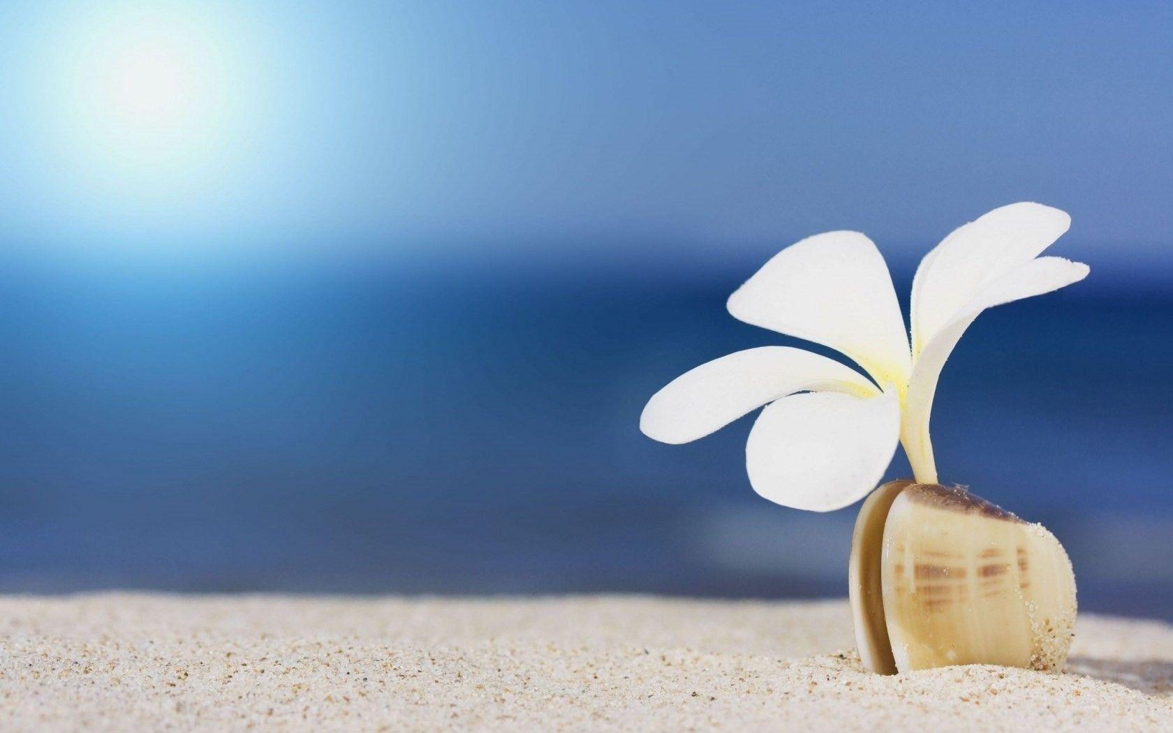 1680x1050 Flowers: Sand Shell Flower White Shore Beach Wallpaper cho Android