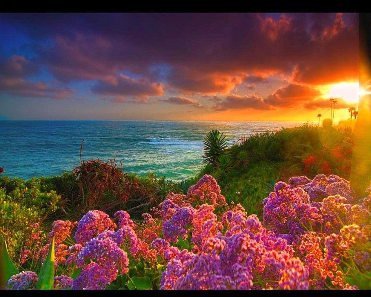 1280x1024 Sunsets: View Beach Flower Sunset Nature Wallpaper With Quotes