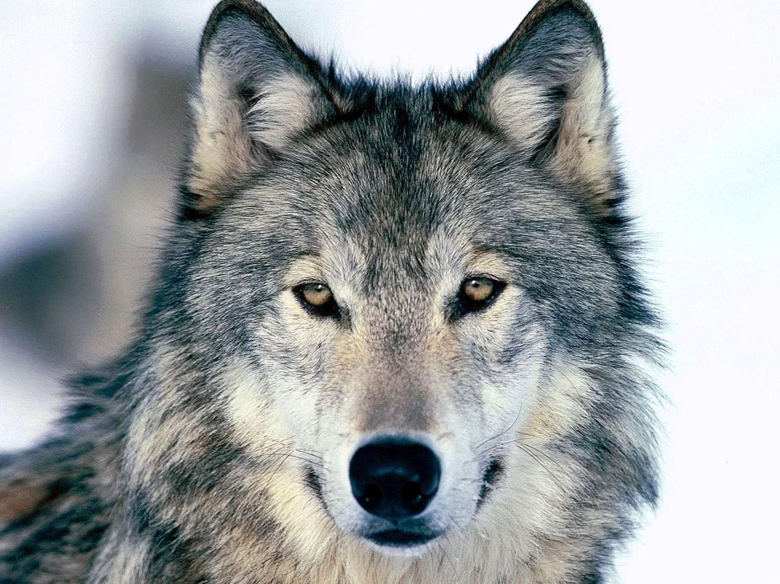 1574x1180 Wolf Wallpaper High Resolution .wolf Wallpaper.pro