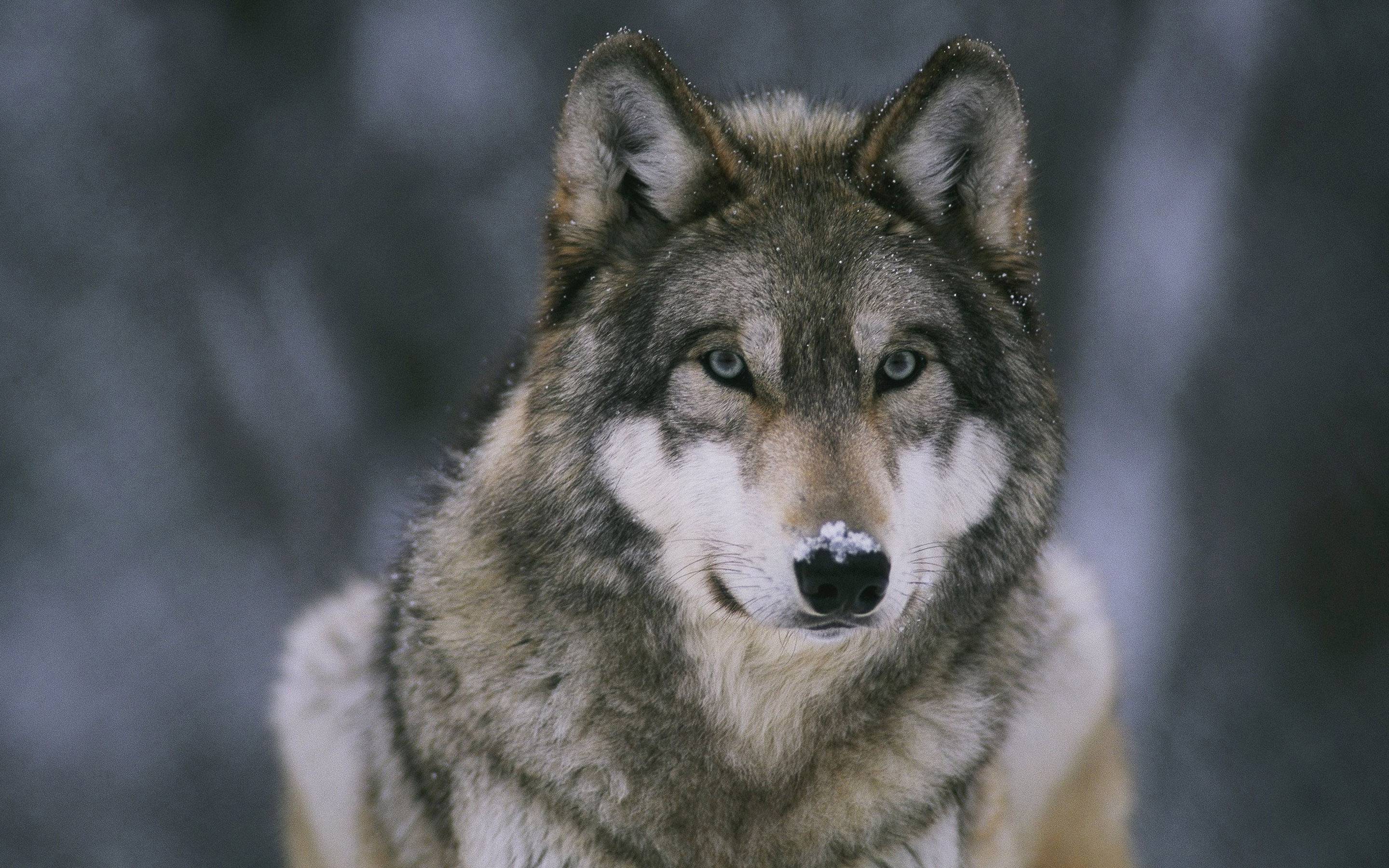 2880x1800 High Resolution Real Wolf