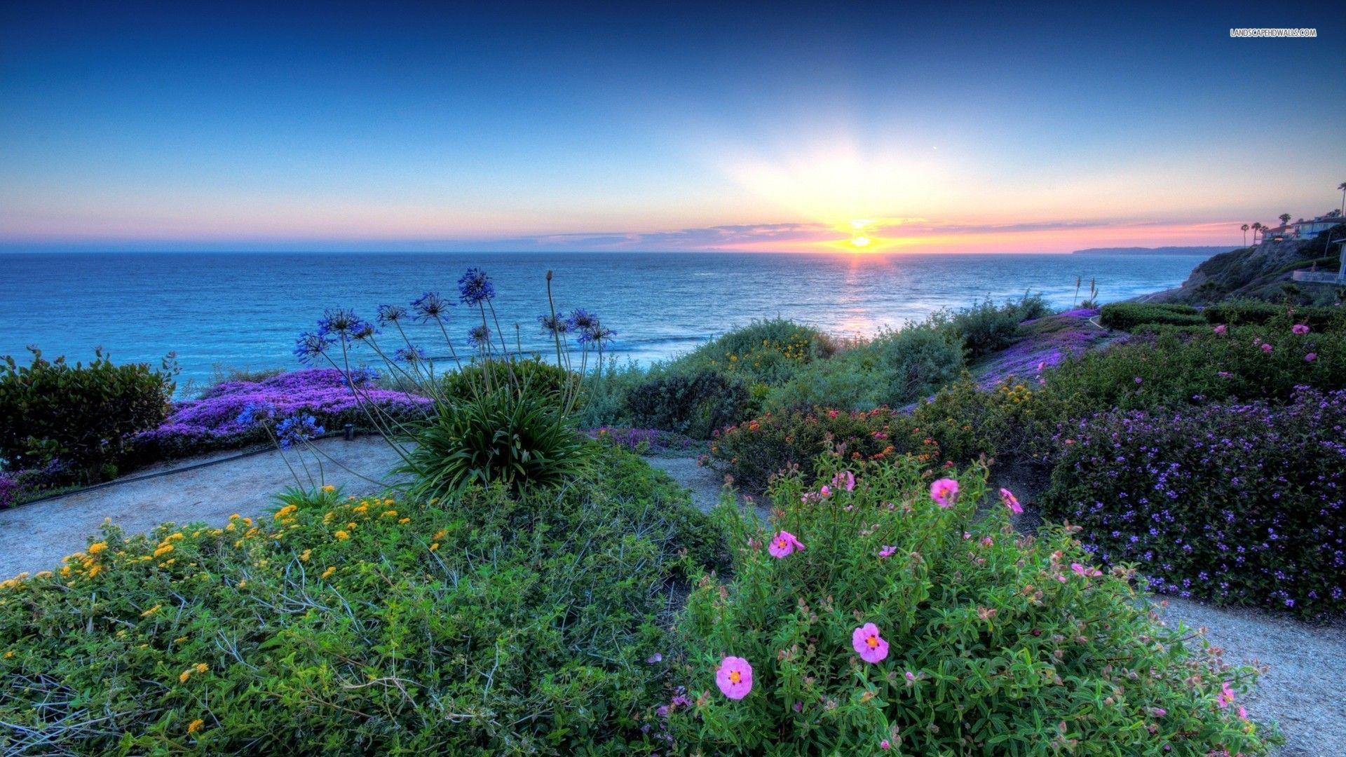 1920x1080 Bãi biển Hoa.  Hình nền hoa trên bãi biển lúc mặt trời mọc.  đại dương