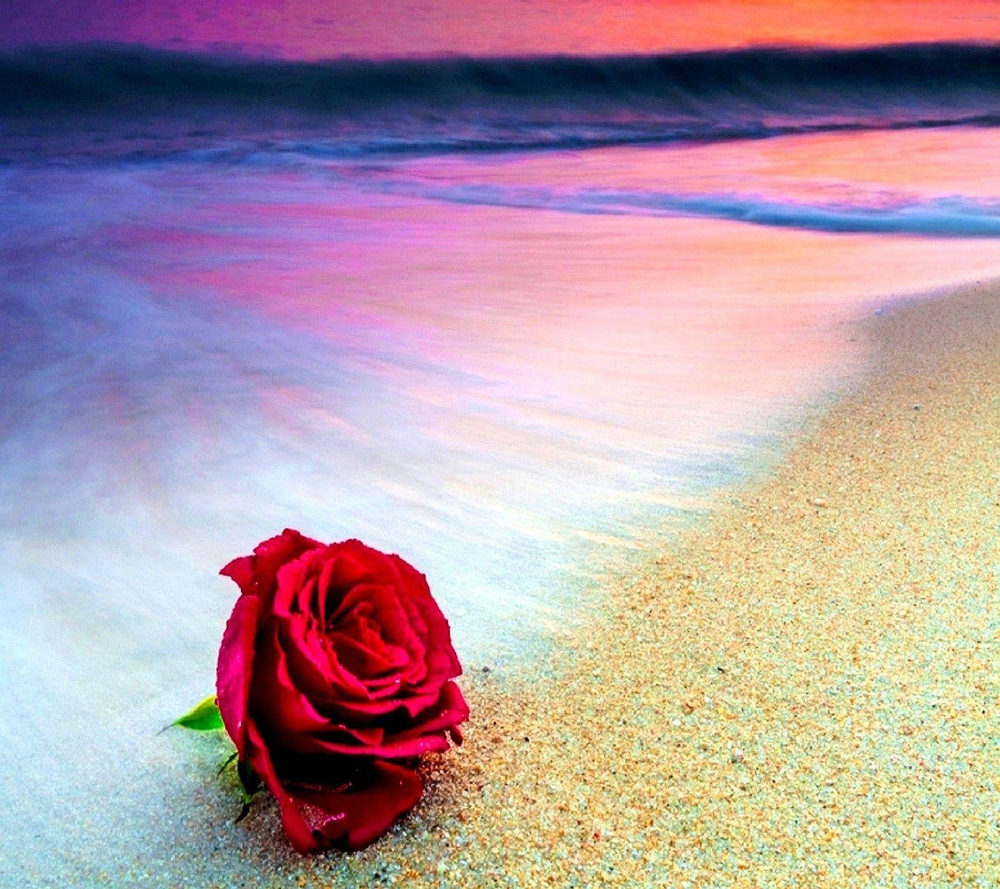 1440x1280 Hoa: Beach Flower Nature Sea Rose Gallery cho HD 16: 9 High