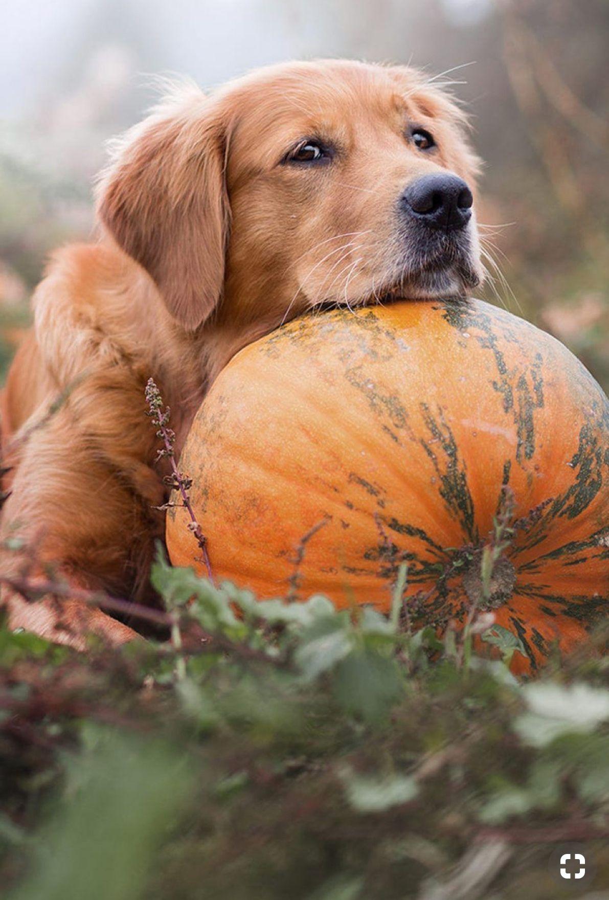 1191x1760 Cute Halloween Dogs Wallpaper .
