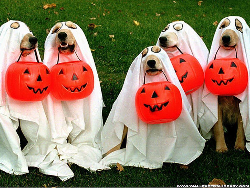 Cute Halloween Dog Wallpapers - Top Free Cute Halloween Dog Backgrounds ...