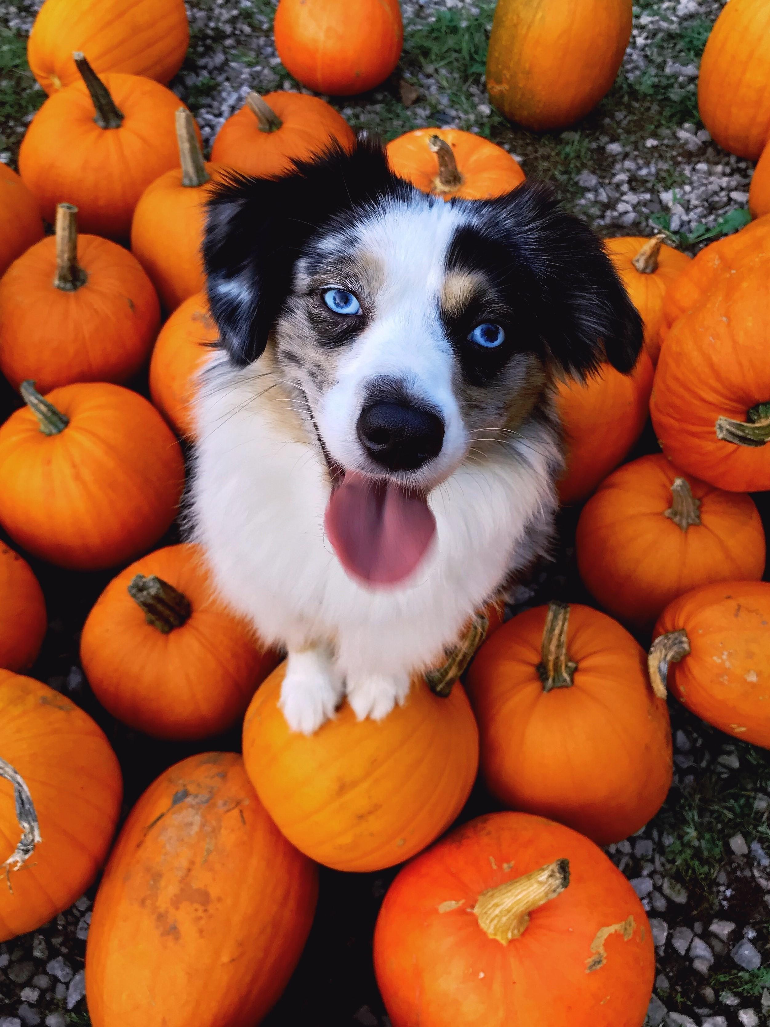 2502x3336 Dog halloween, Dog photohoot, Dog