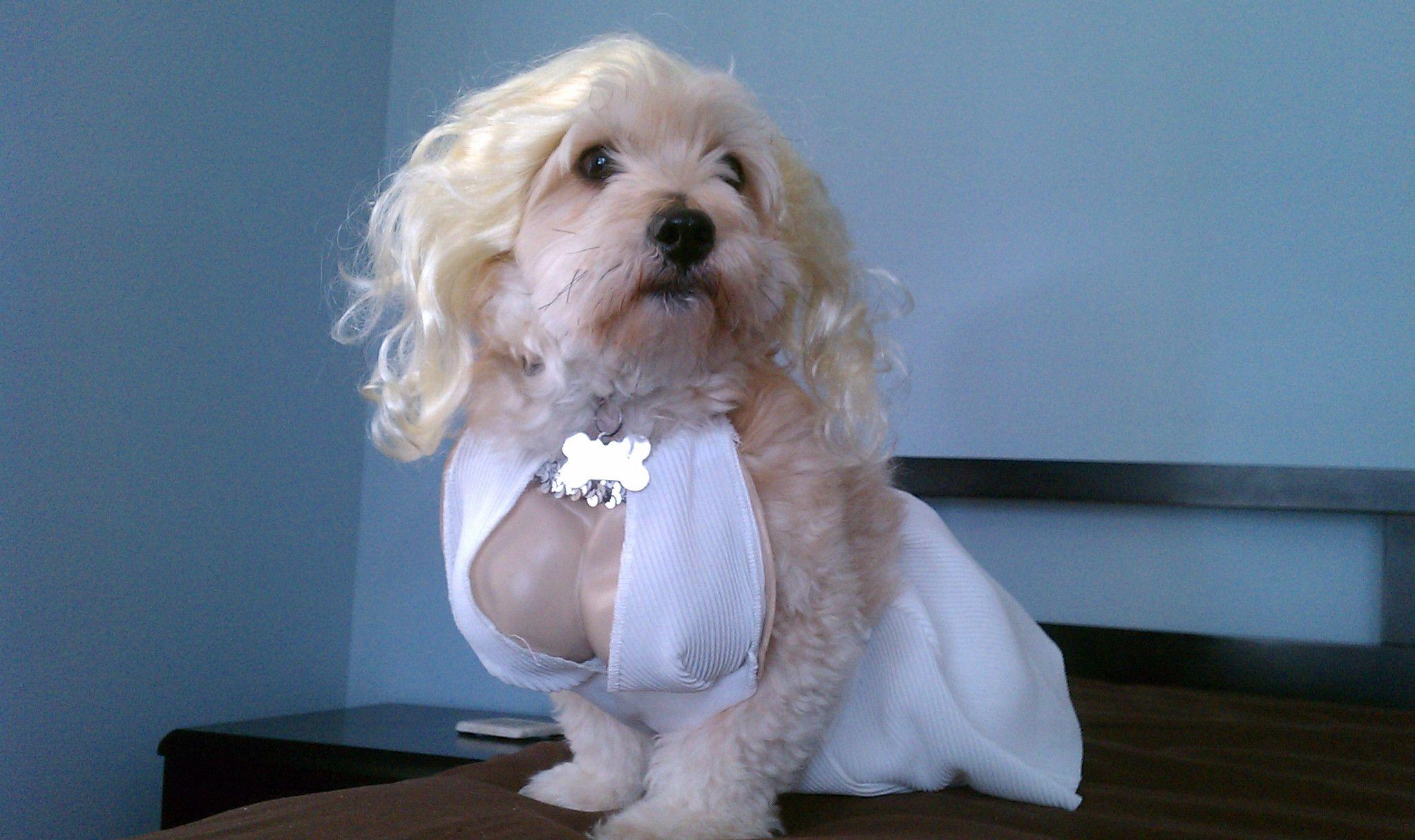2048x1216 Adorable Halloween Dog Costumes .