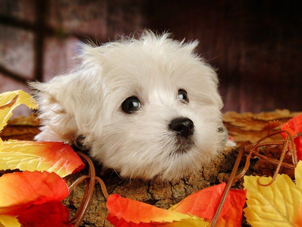 1024x768 Thanksgiving Puppy Wallpaper
