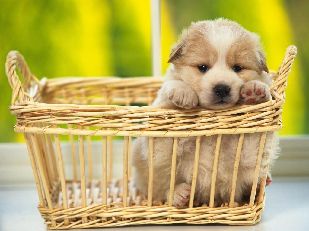 1024x768 Cute Halloween Puppy Wallpaper .honey.loveyou.tips