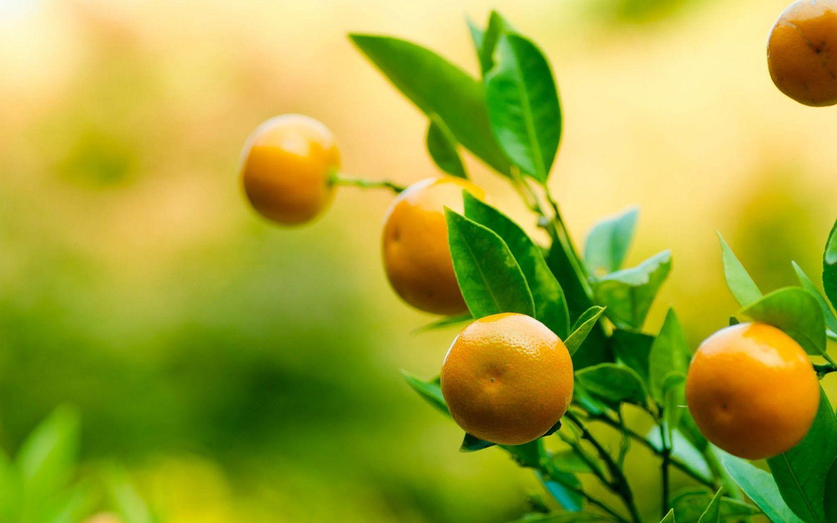 1680x1050 Tangerine