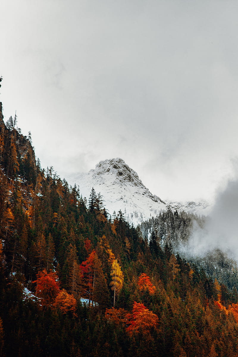 800x1200 Snow line, autumn, mountains, trees, snow, cold, winter, fall, Landscape, HD phone wallpaper
