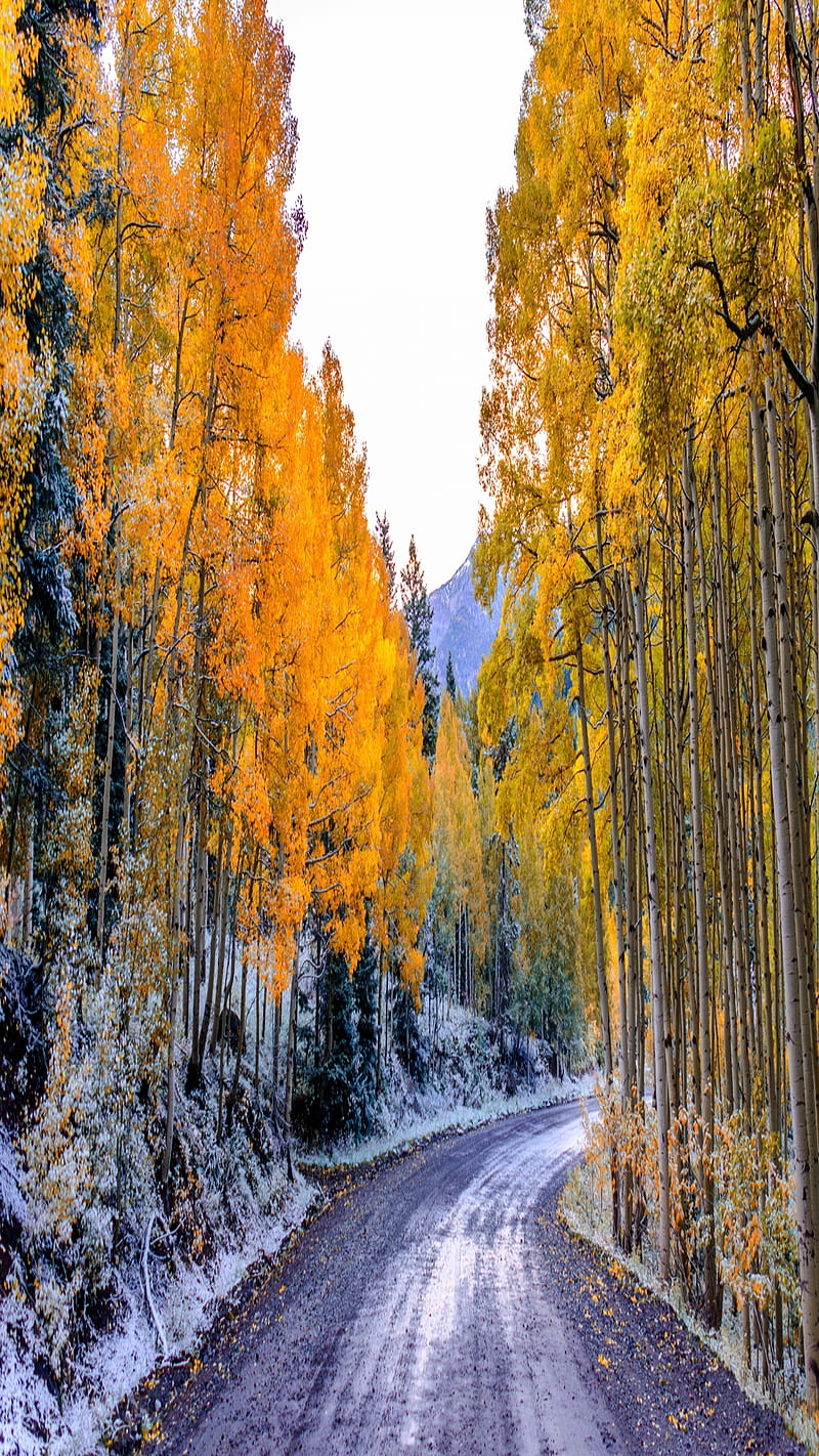 800x1422 Winter Fall, cool, fall, forest, landscape, lovely, nature, way, winter, yellow, HD phone wallpaper