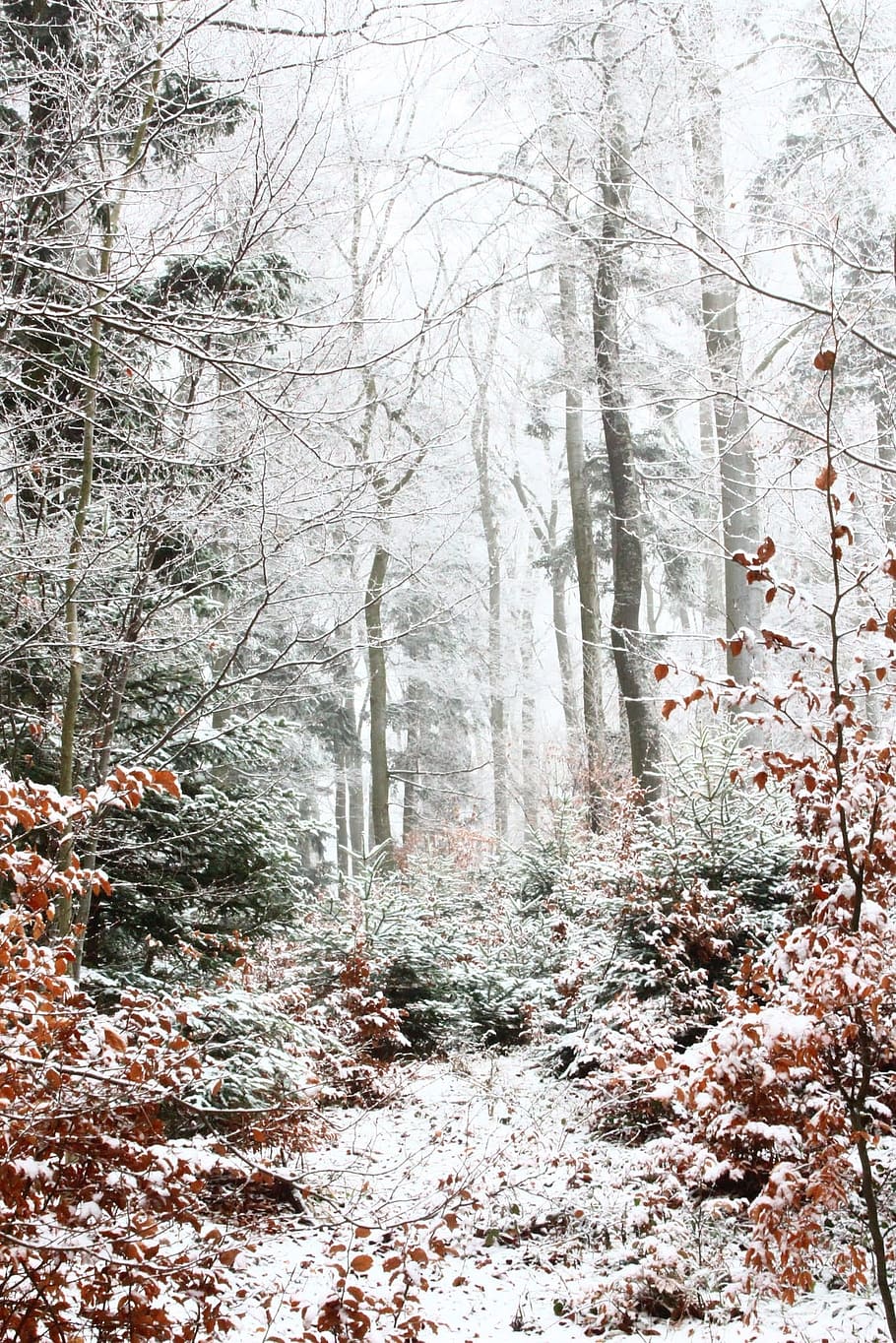 910x1364 HD wallpaper: forest, snow, winter, fall foliage, trees, christmas, cold temperature