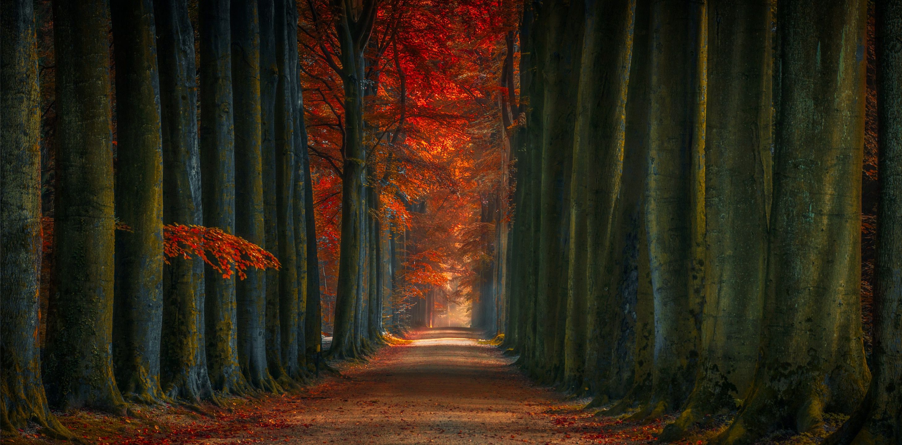 2916x1440 Tree Lined Winter Fall Alone Road Wallpaper, 1280x1024 Resolution HD 4k Wallpaper, Image, Background, Photos and Picture