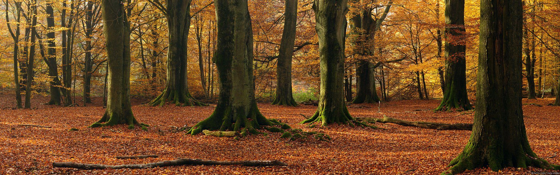 1920x600 Autumn's Edge: Winter Fall HD Woodland Wallpaperx1200