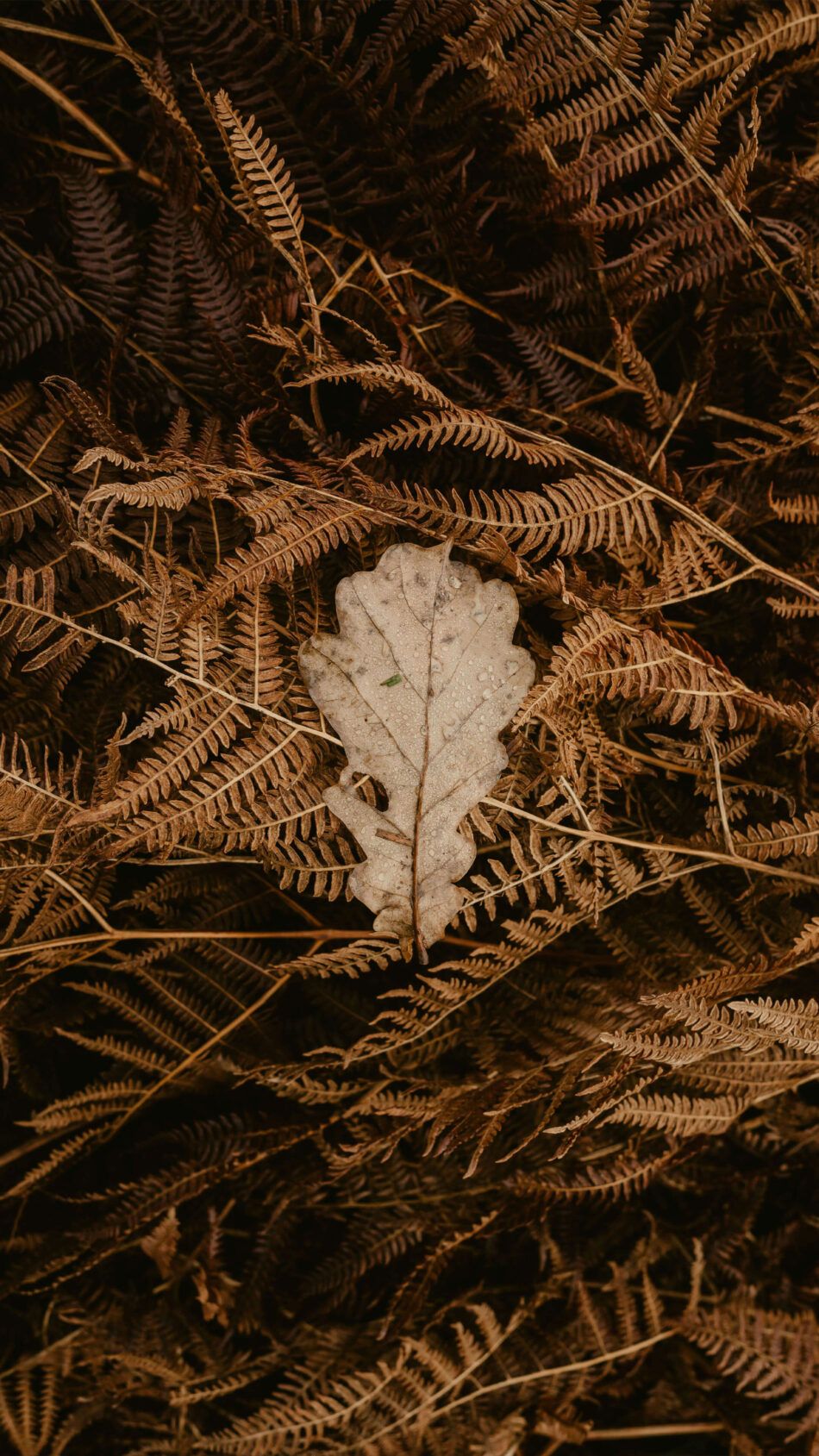 950x1689 Winter Fall Leaf on Grasses 4K Ultra HD Mobile Wallpaper for iPhone & Android