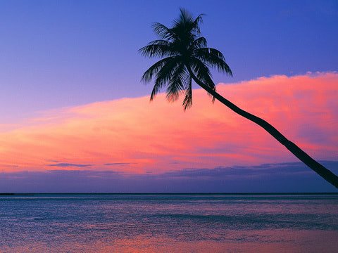 480x360 Look at the pink sunset from the beach wallpaper