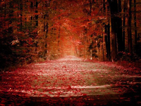 480x360 Georgeous Nature Wallpaper