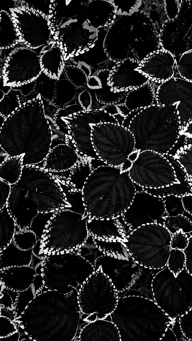 800x1422 Aesthetic Black Leaves With White Border, aesthetic black, leaves, white border, HD phone wallpaper