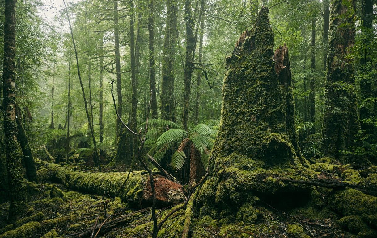 1220x772 Midnight Oil's Tarkine Track