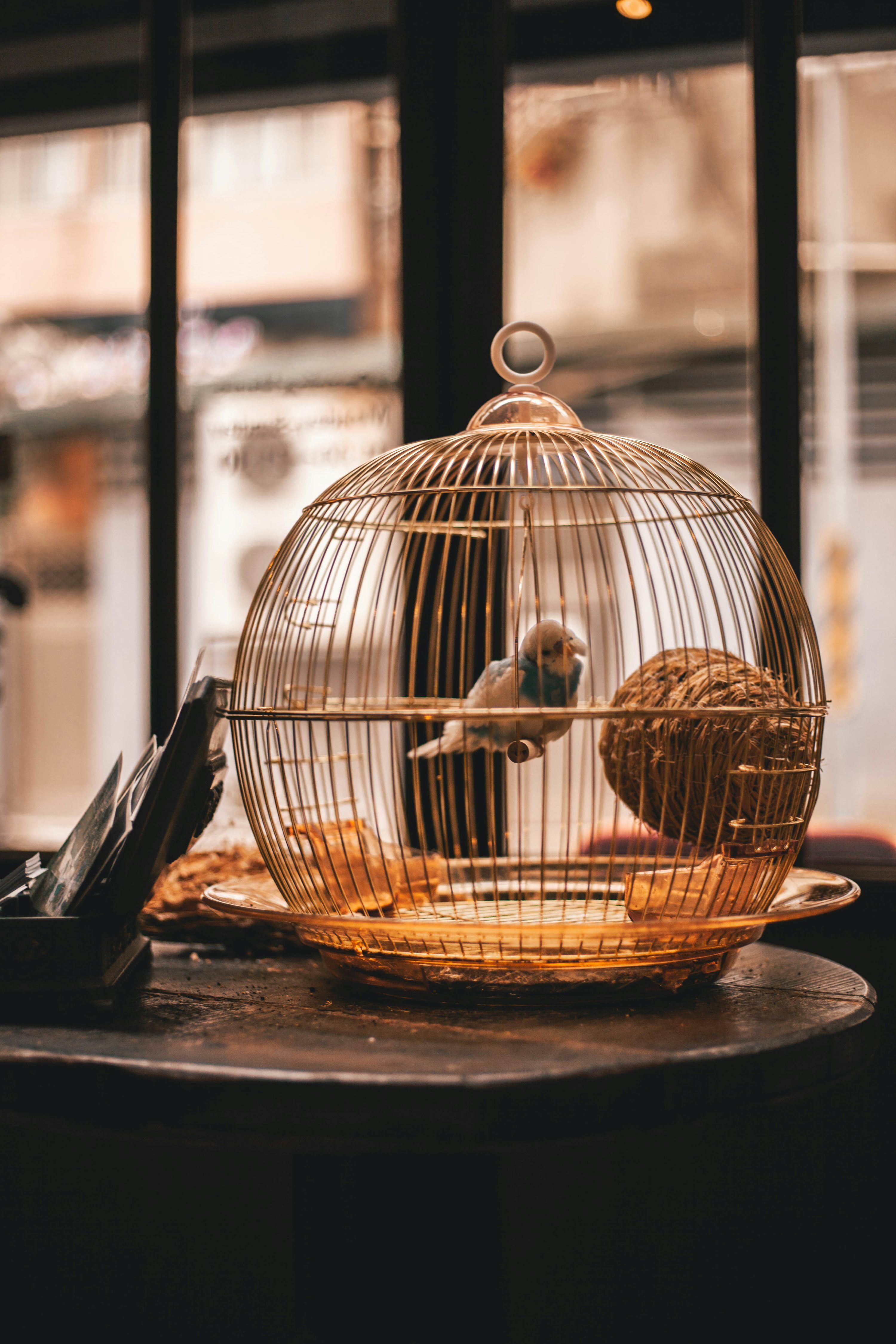 3000x4500 Bird Cage Picture. Download Free Image