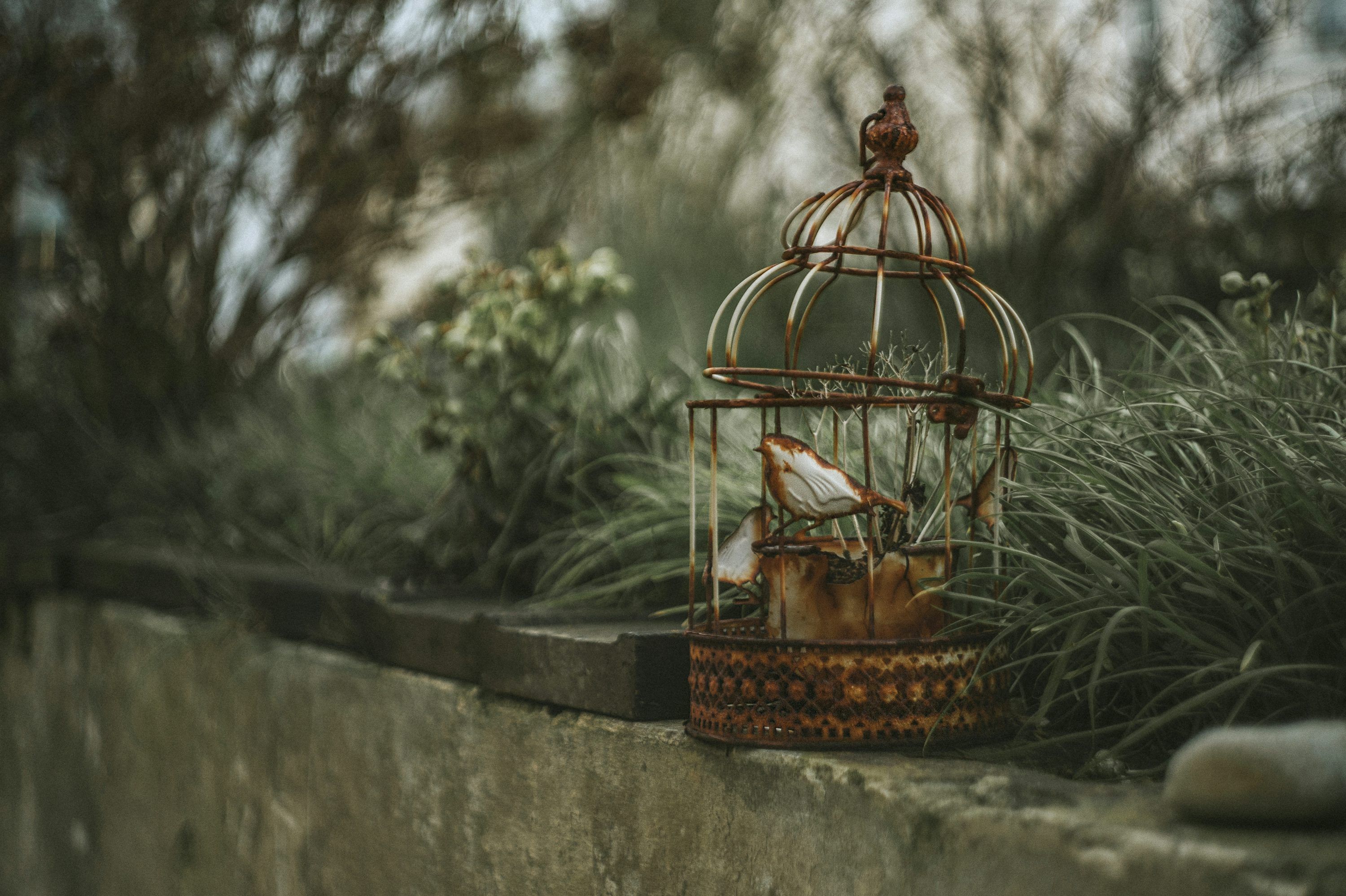 3000x1997 Birdcage Picture. Download Free Image
