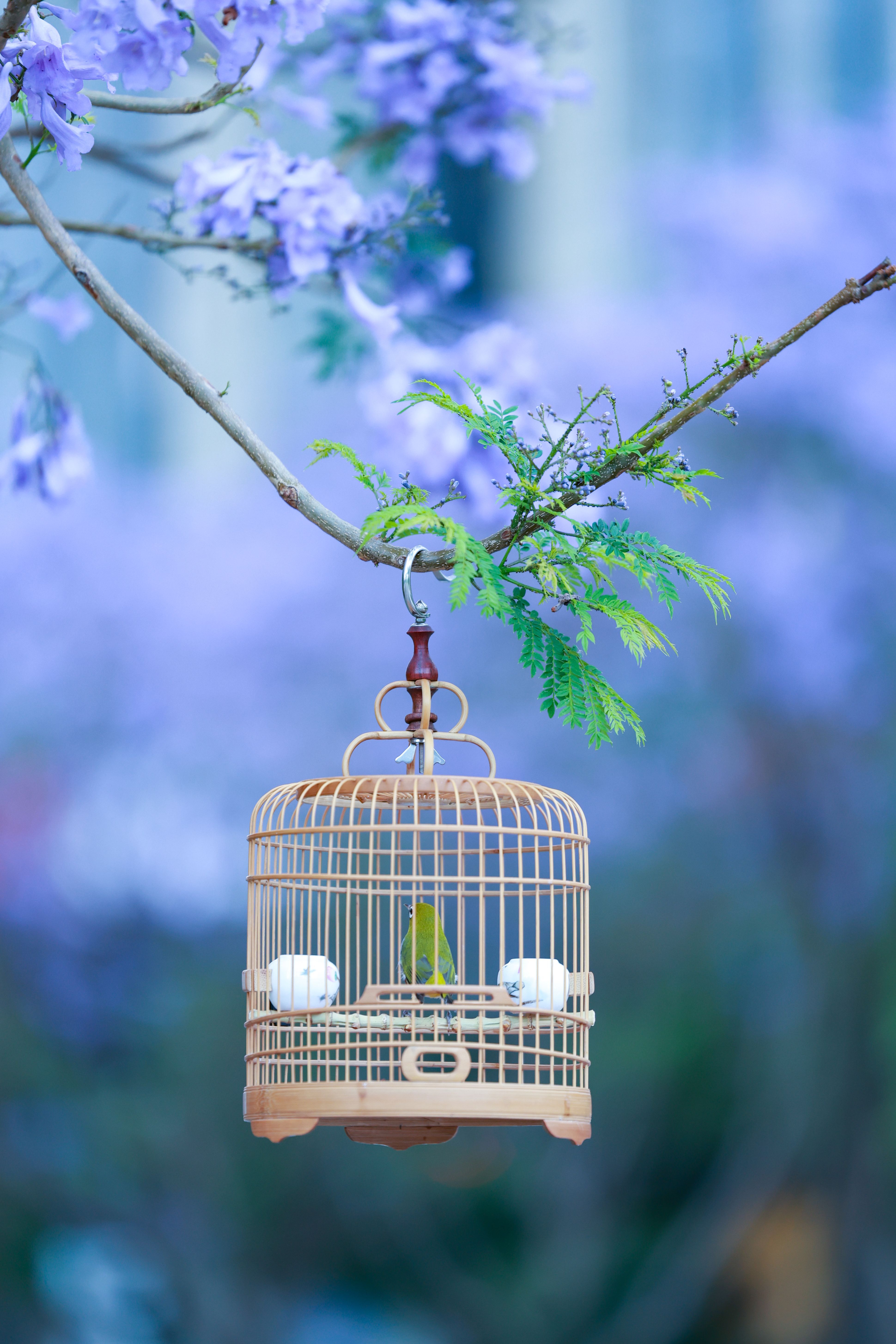 3879x5818 White Birdcage Photo, Download The BEST Free White Birdcage & HD Image