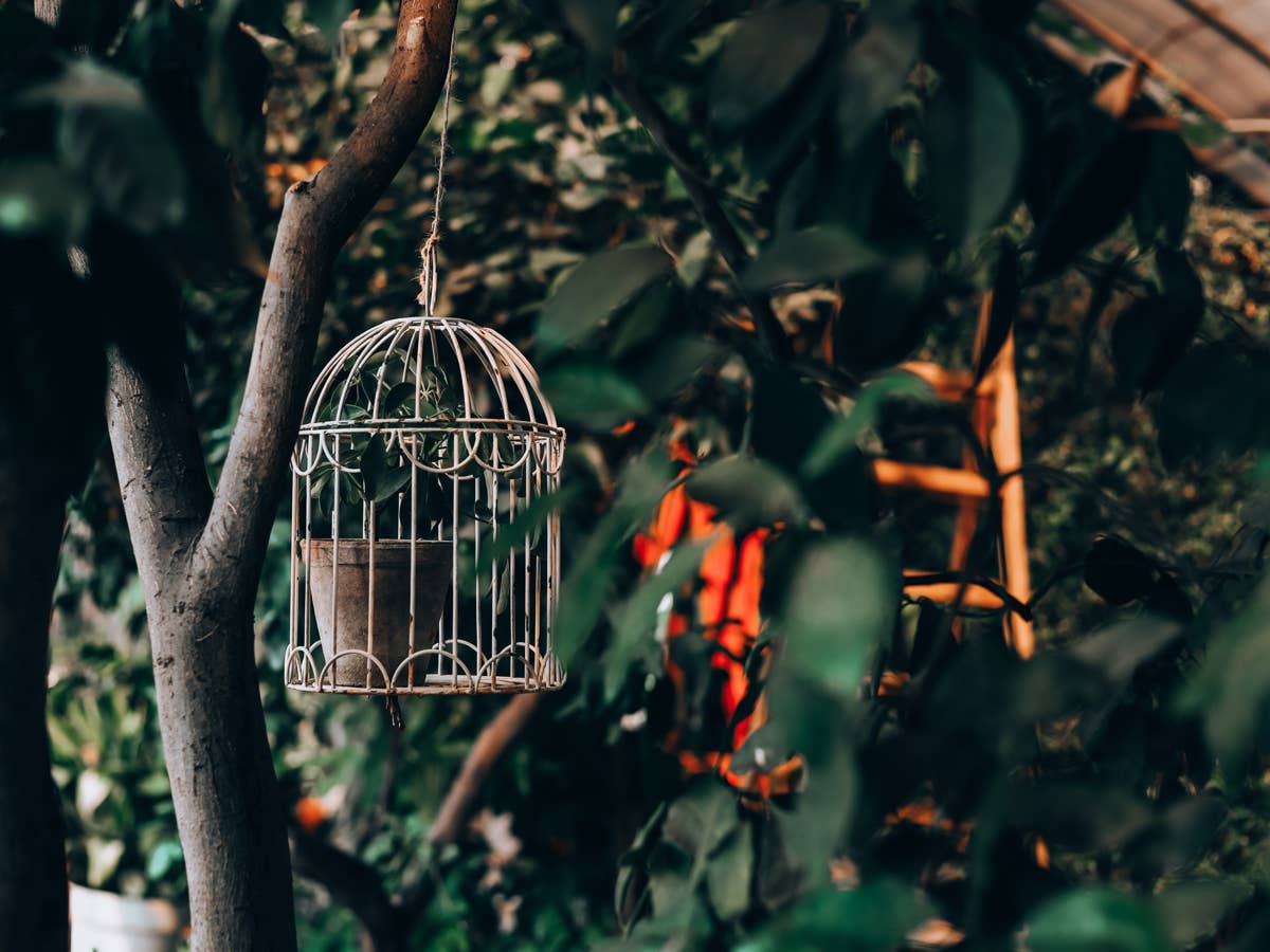 1200x900 Thrifter Turns Vintage Birdcage Into Stunning Plant Display