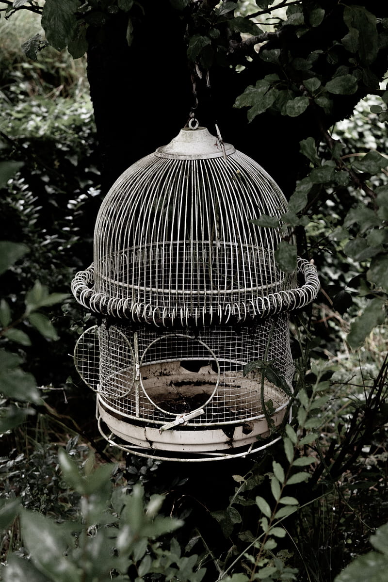 800x1200 4800x900px, 4K free download. Birdcage, HD phone wallpaper