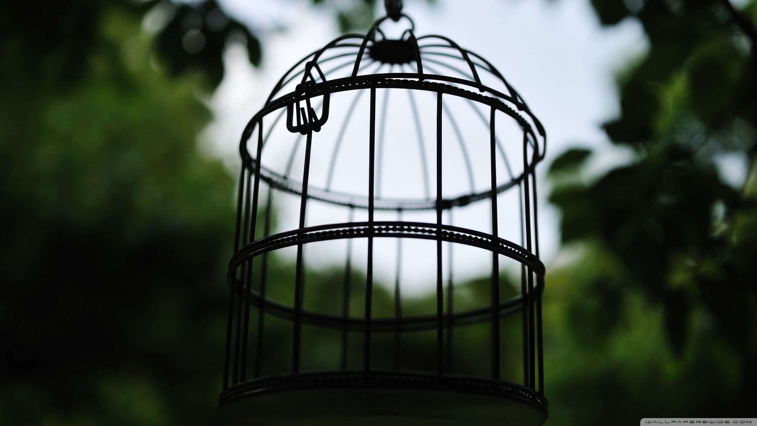 2560x1440 Bird Cage 4K UHD Wallpaper for UltraHD Desktop and TV : Widescreen and UltraWide Display : Smartphone and Tablet Devices