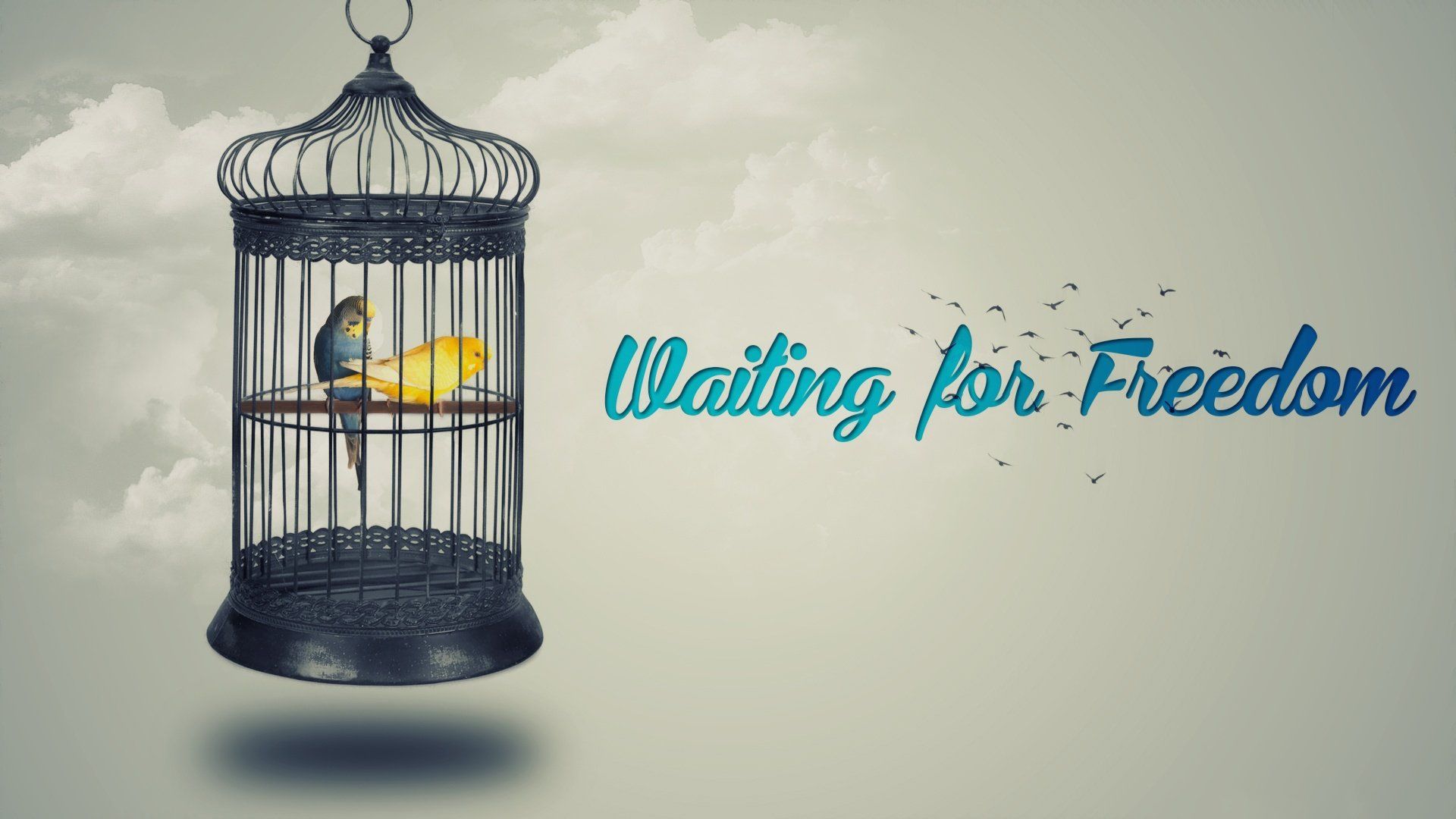 1920x1080 Budgerigar in Birdcage