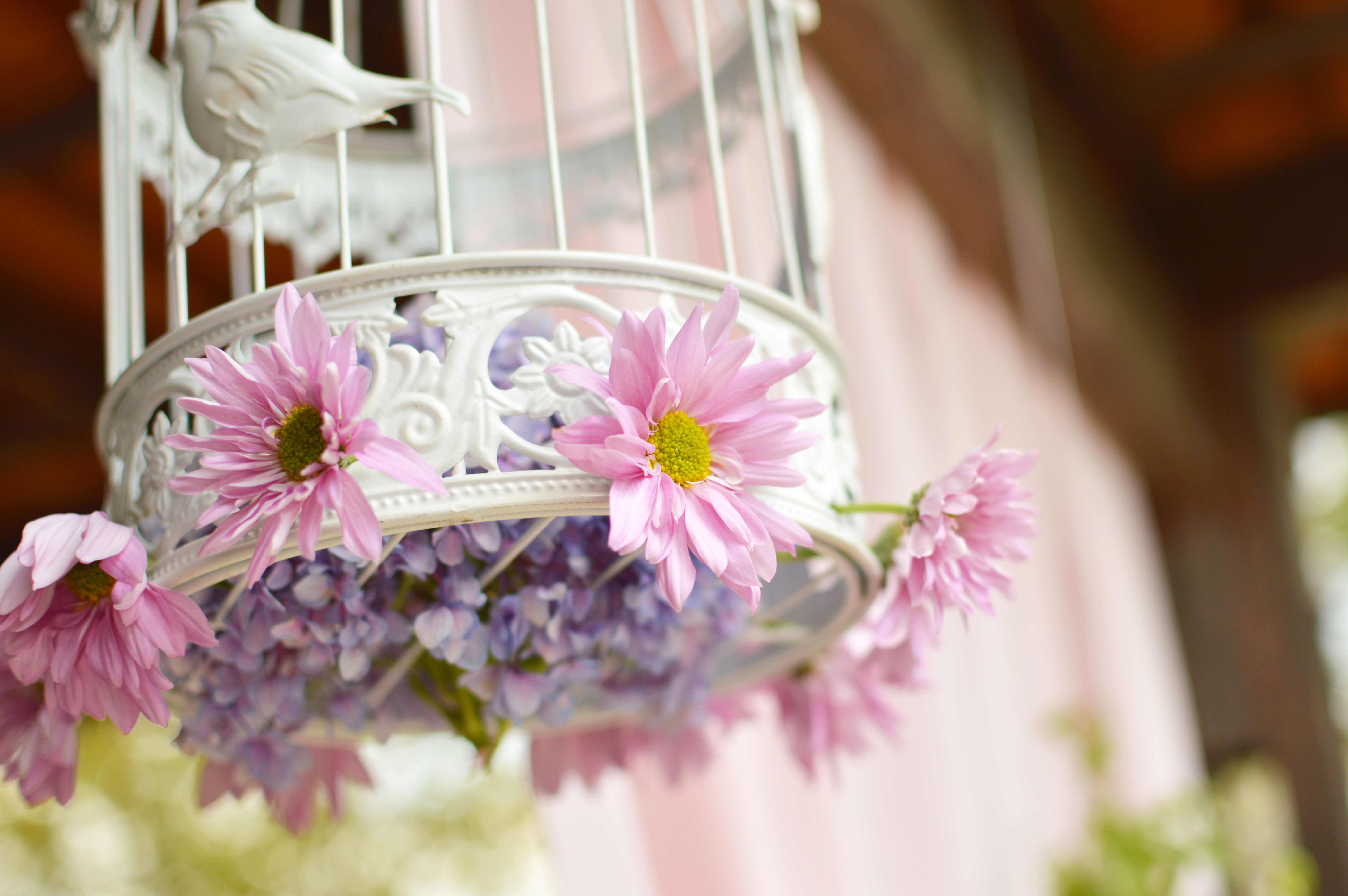 6016x4000 Shallow Focus Photography of Birdcage · Free