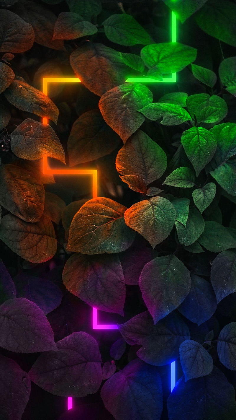800x1422 Cinematic, colors, dark leaves, light, nature, neon, HD phone wallpaper