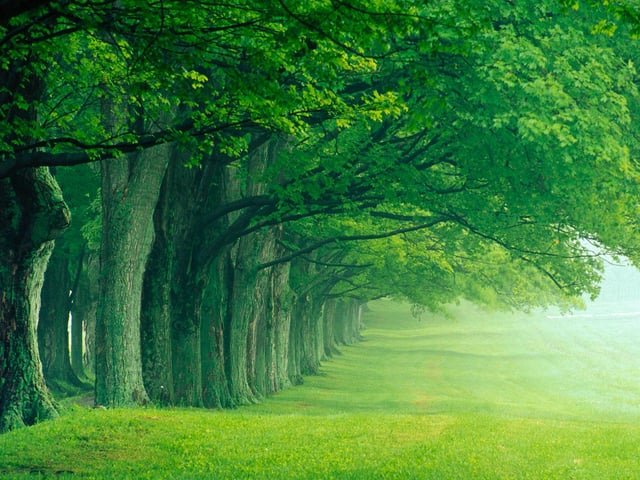 640x480 A collection of Green wallpaper