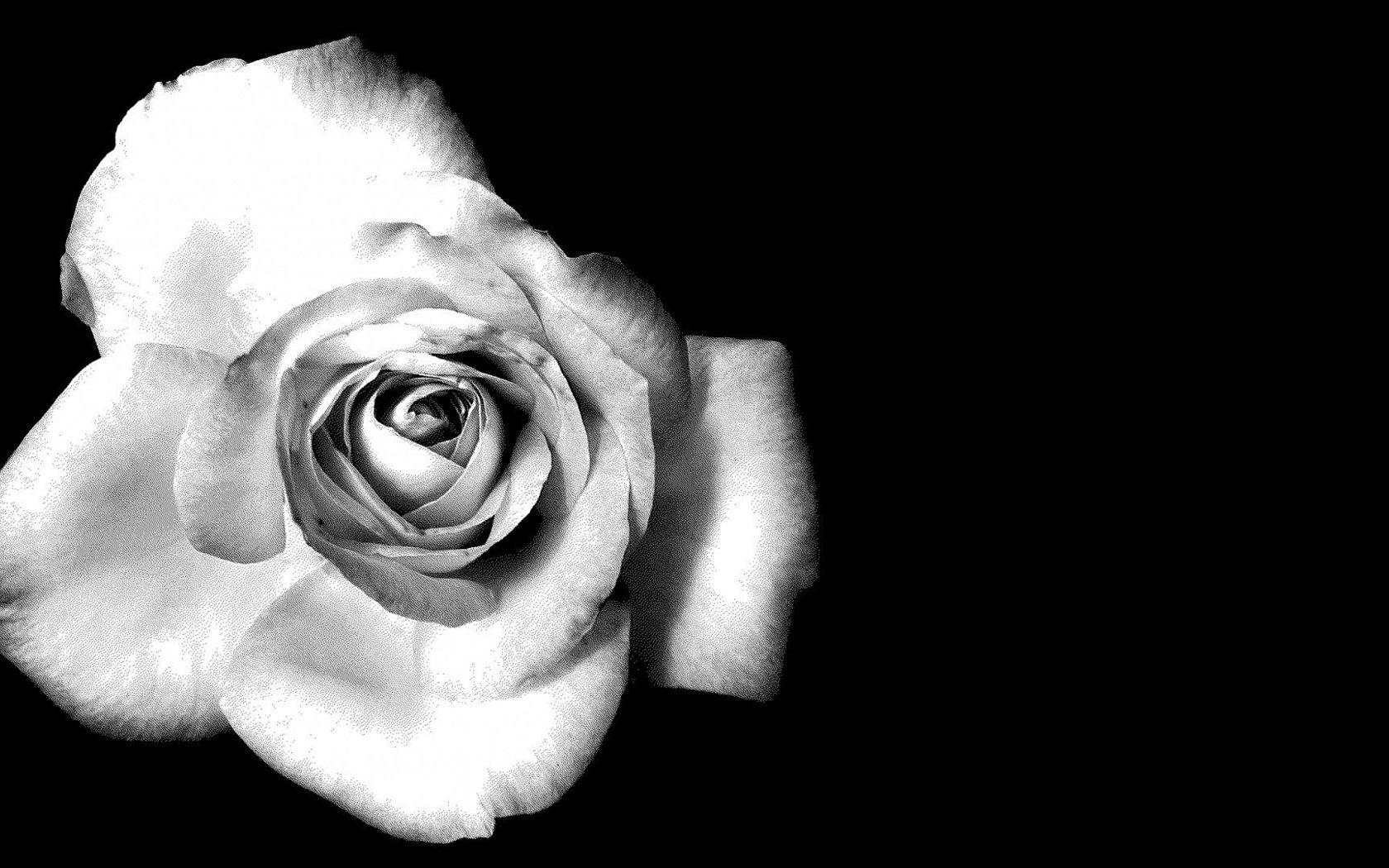 1680x1050 Black And White Floral Wallpaper Floral .