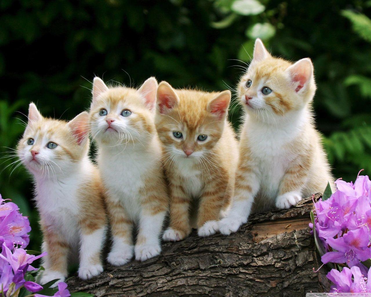 Cats and Kittens Wallpapers - Top Free
