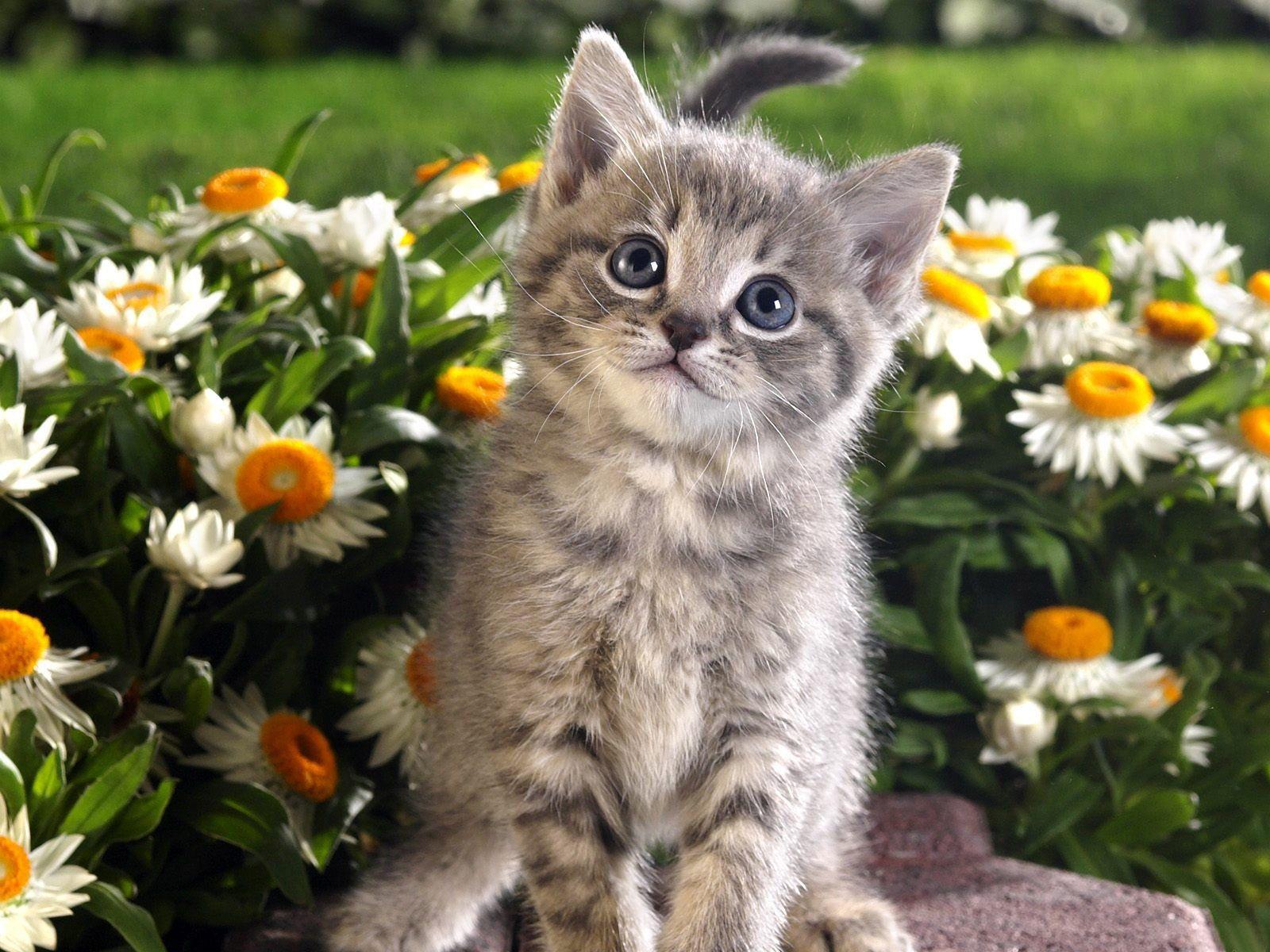 1600x1200 Cats And Kittens Wallpaper Download