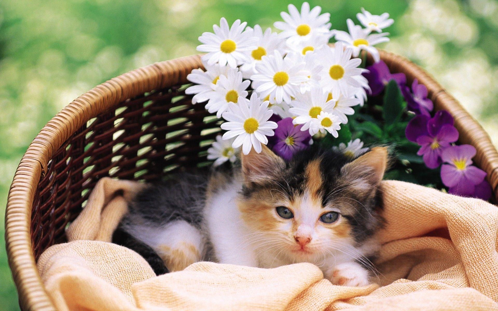 Cats and Kittens Wallpapers - Top Free Cats and Kittens Backgrounds ...