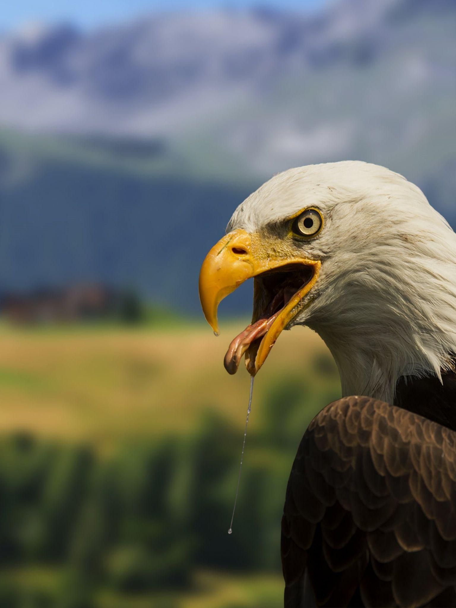 1536x2048 16K Ultra HD WallpaperK Wallpaper .