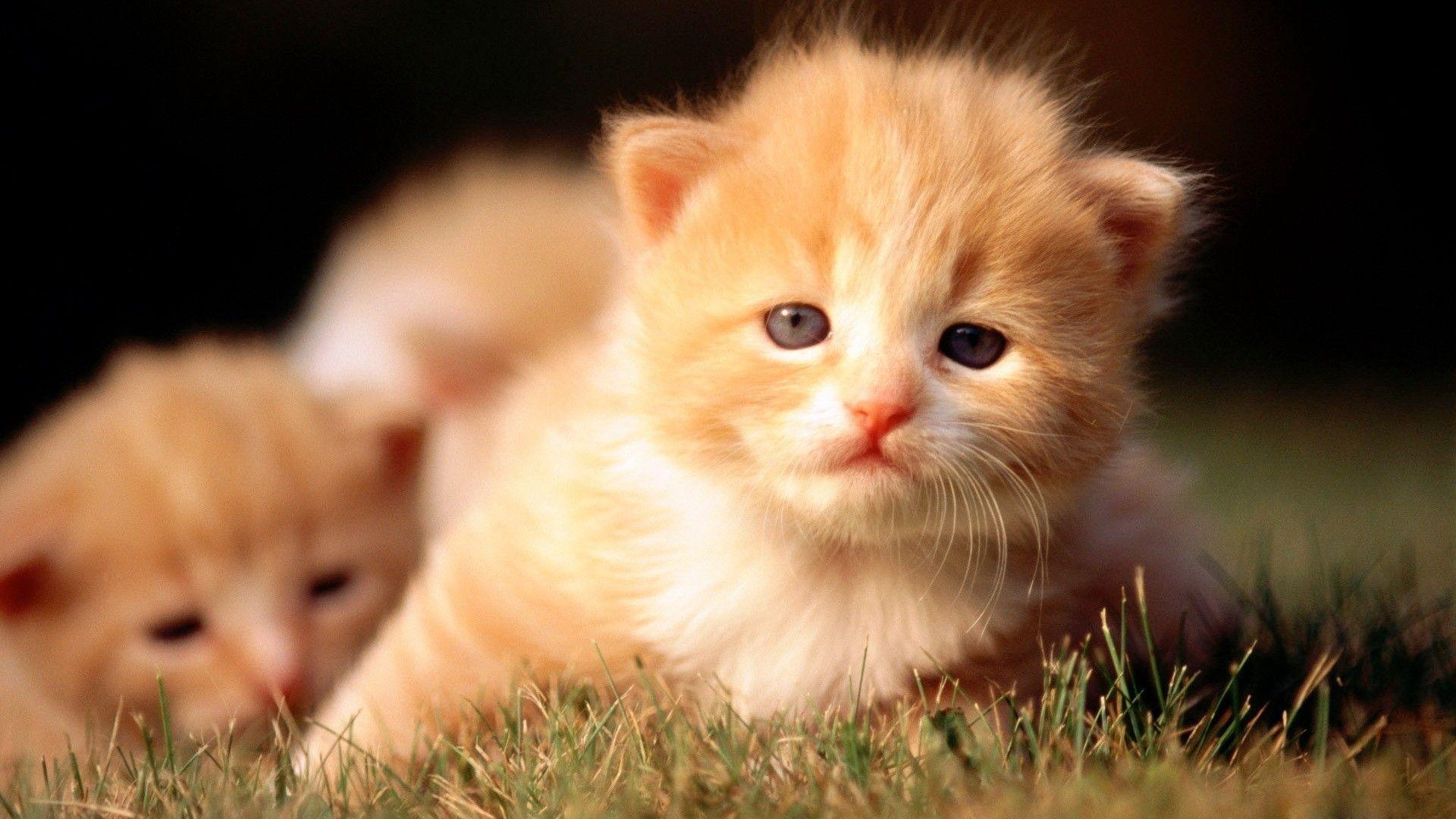 1920x1080 Wallpaper Cats and Kittens