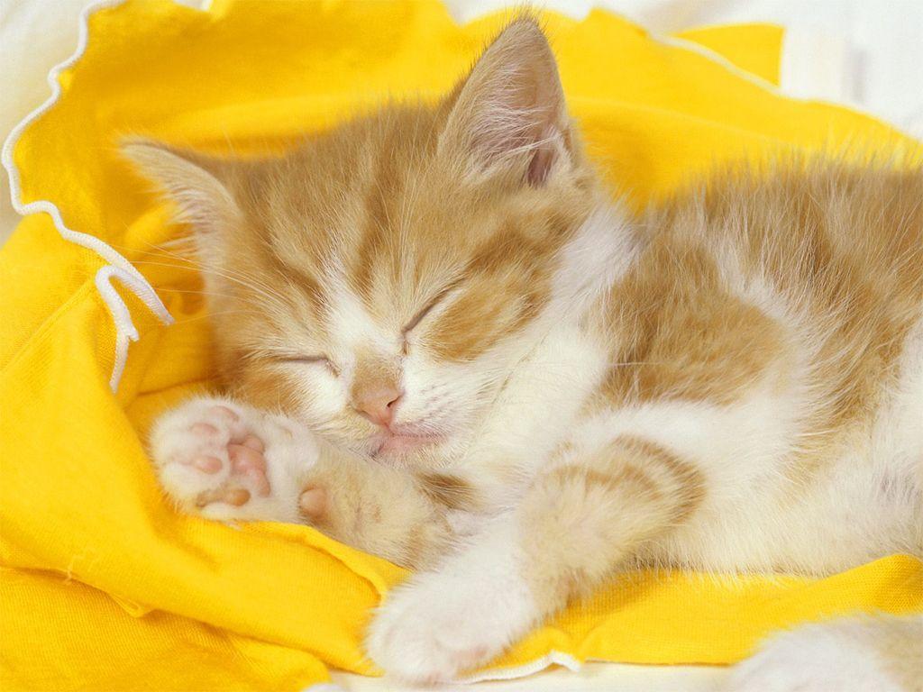 1024x768 Cat & Kittens Wallpaper -5. Love and Quotes