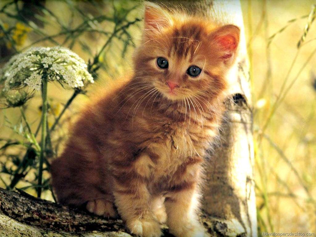 1024x768 HD Wallpaper