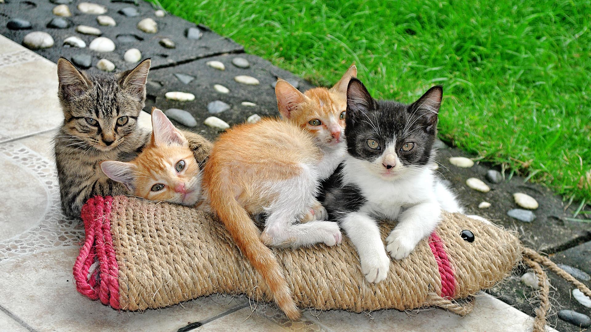 Cats and Kittens Wallpapers - Top Free Cats and Kittens Backgrounds