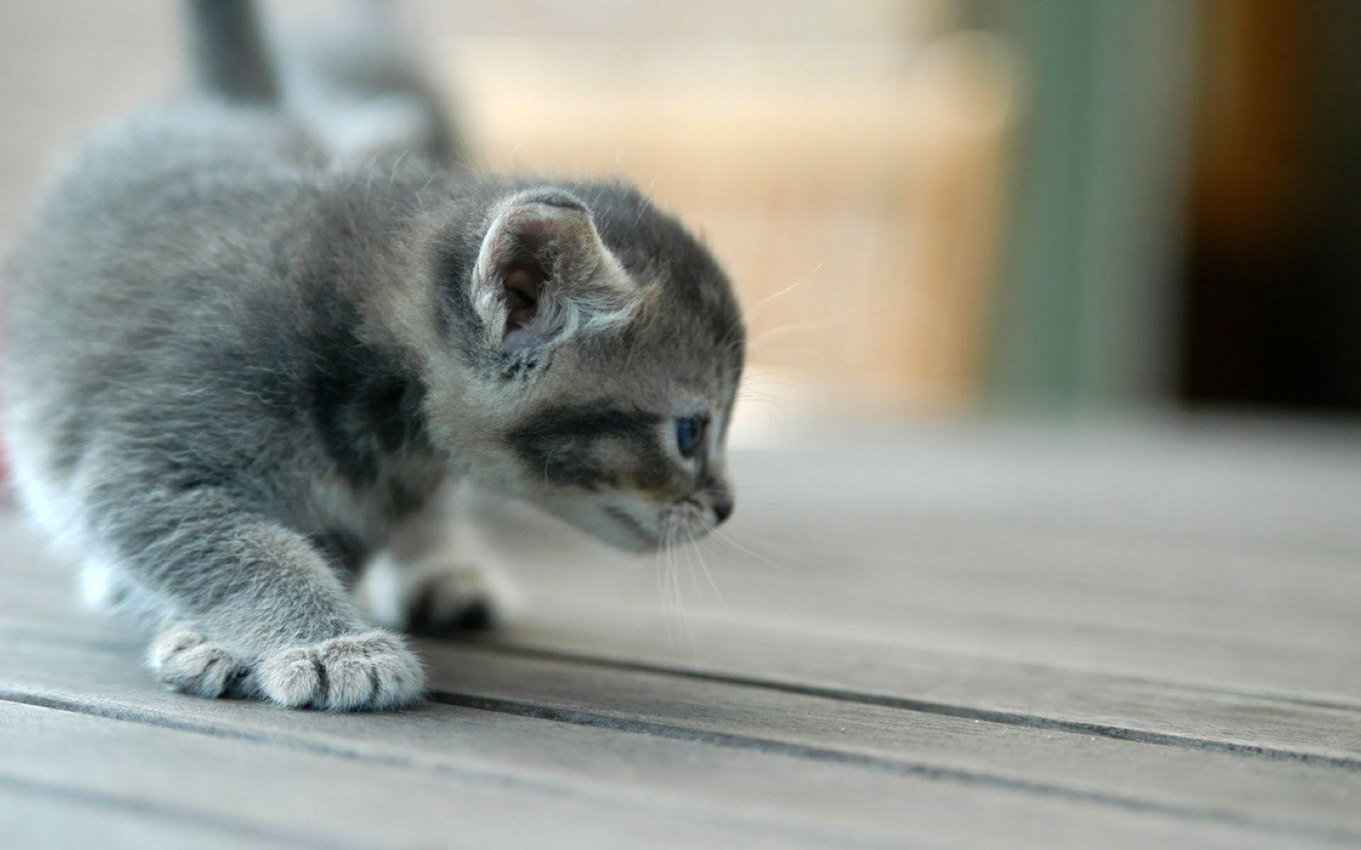1920x1200 Photos of cats and kittens wallpaper