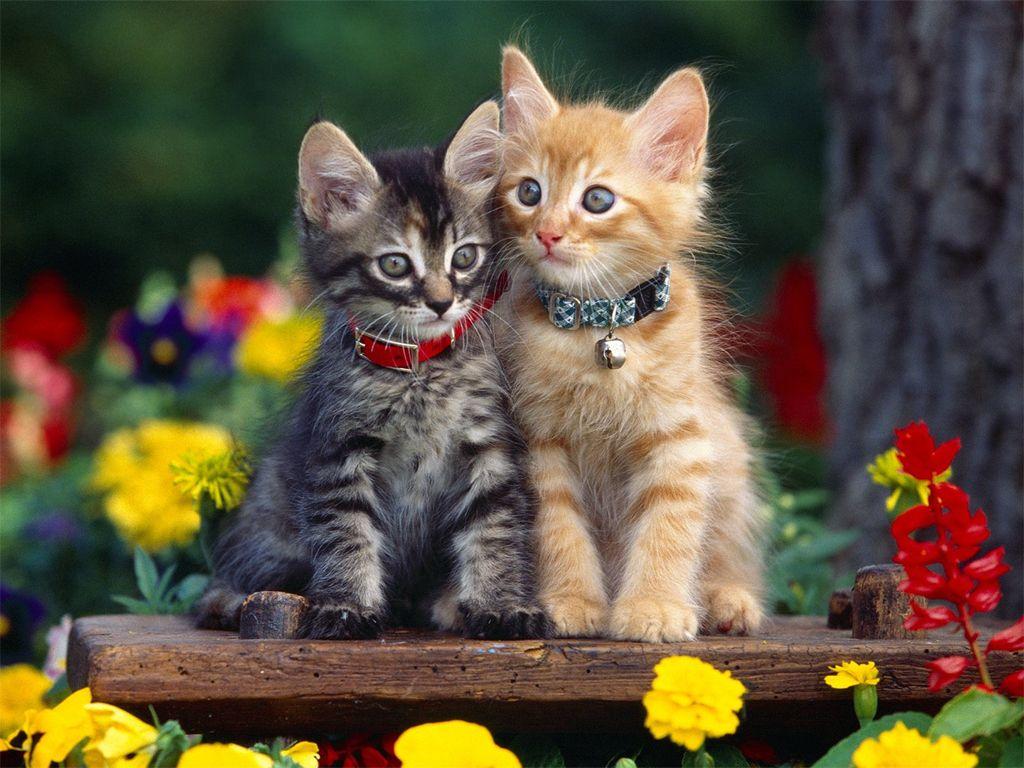1024x768 Kittens Wallpaper