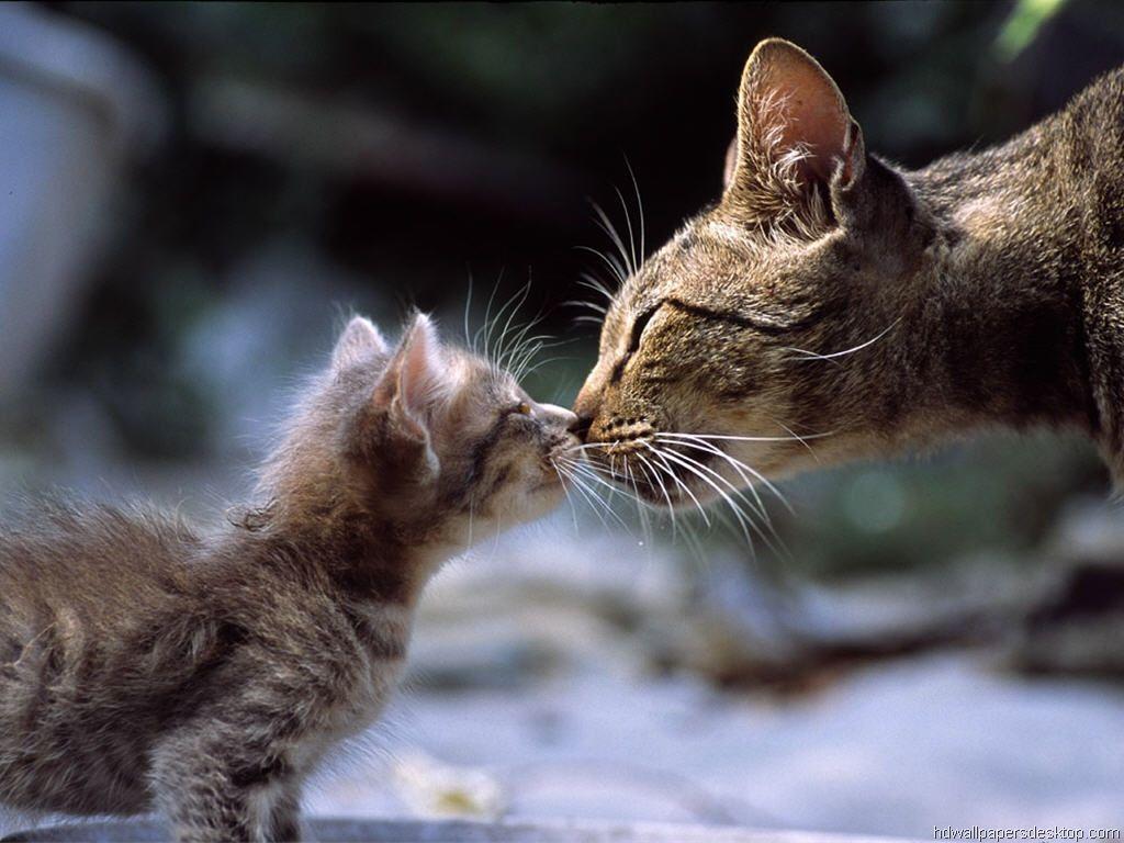 1024x768 Cat & Kittens Wallpaper -3. Love and Quotes
