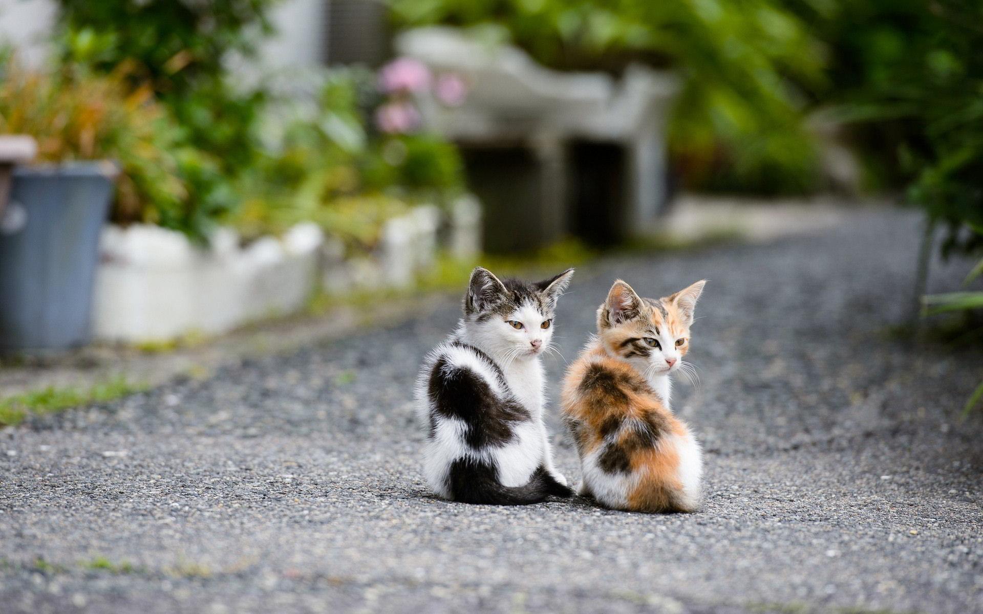 1920x1200 Best Feeding Kittens Guidelines